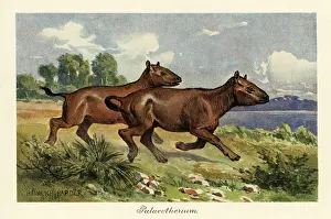 Pleistocene Prints: Palaeotherium, extinct genus of perissodactyl ungulate