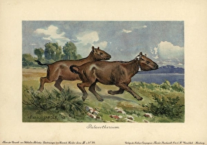 Ungulate Gallery: Palaeotherium, extinct genus of primitive horse-like