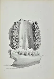 Artefacts Prints: Palate of an elk, partially eaten by a hyaena, Kent's Cavern