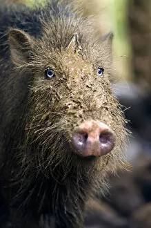 Images Dated 23rd January 2008: Palawan Bearded Pig - young