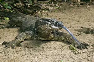 Reptiles Gallery: Palawan Monitor Lizard - rests on a path with its