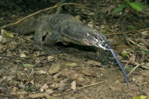 Images Dated 23rd January 2008: Palawan Monitor Lizard - searches for food along