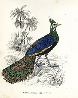 Bildersaal Prints: Palawan peacock-pheasant, Polyplectron napoleonis