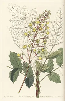Miss Drake Prints: Pale ash-leaved berberry, Berberis pallida