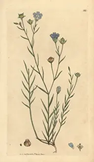Pale flax, Linum angustifolium