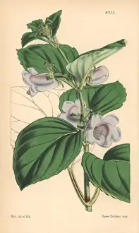 Pale flowered gloxinia, Gloxinia pallidiflora