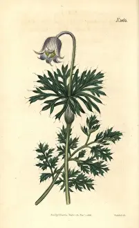Pale-flowered meadow pasque-flower, Anemone pratensis
