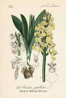 Orchis Gallery: Pale-flowered orchid, Orchis pallens