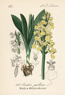 Pale-flowered orchid, Orchis pallens