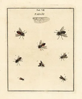 Diptera Prints: Pale giant horsefly, deerfly and other flies