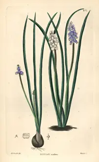 Dalton Prints: Pale grape hyacinth, Muscari pallens