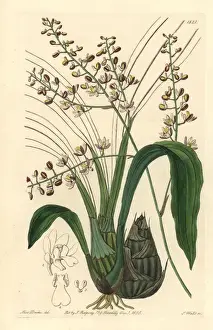 Botanicalillustration Prints: Pale graphorkis orchid, Graphorkis lurida