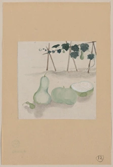 Squash Gallery: Pale green squash with white flesh and many seeds, with plan