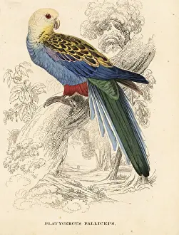 Pale-headed rosella, Platycercus adscitus palliceps