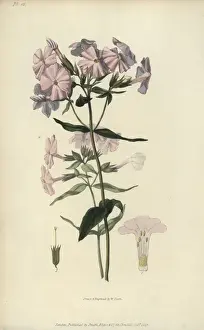 Richardmorris Prints: Pale lychnidea, Phlox carnea