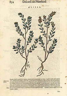 Anazarbeo Gallery: Pale madwort or yellow alyssum, Alyssum alyssoides