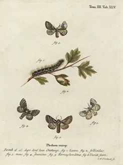 Bombyx Collection: Pale oak eggar, Trichiura crataegi