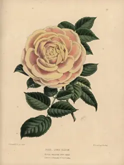 Honywood Prints: Pale orange and cream hybrid rose, Lord Eldon, Rosa