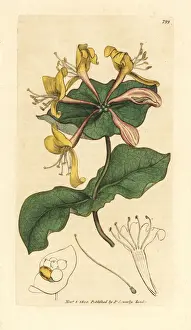 Pale perfoliate honeysuckle, Lonicera caprifolium