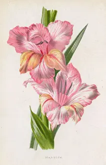 Pale Prints: Pale pink gladiolus