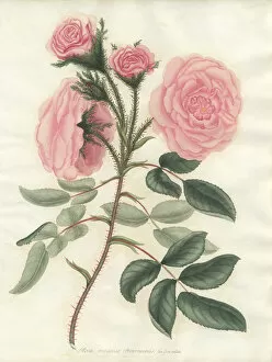 Amonographonthegenusrosa Collection: Pale pink moss, Rosa muscosa Provincialis var flore pallida