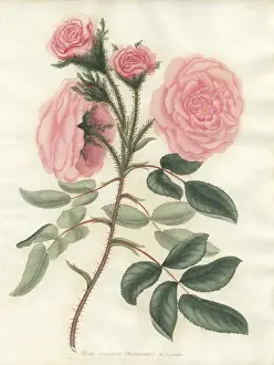 Henrycharlesandrews Prints: Pale pink moss, Rosa muscosa Provincialis var flore pallida