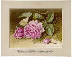 Pale Pink Rose