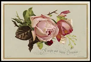 Pale Pink Rose