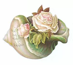 Victorian and Edwardian Christmas Cards Gallery: Pale pink roses on a shell-shaped Christmas card