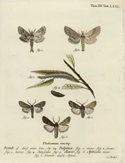 Pupa Collection: Pale prominent, heart and club, and dark sword-grass