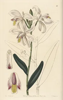 Miss Drake Prints: Pale reed orchid, Bromheadia finlaysoniana