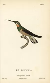 Colibris Collection: Pale-tailed barbthroat, Threnetes leucurus
