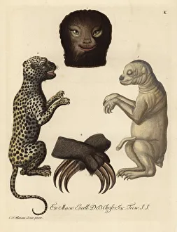 Panthera Collection: Pale-throated sloth, Bradypus tridactylus