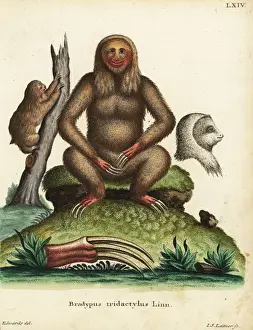 Pale-throated three-toed sloth, Bradypus tridactylus