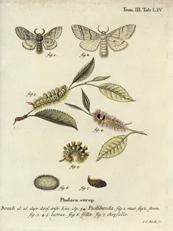 Esper Collection: Pale tussock, Calliteara pudibunda