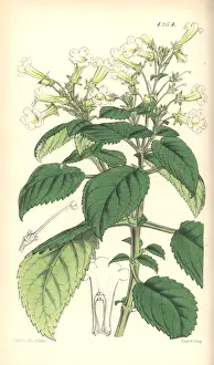 Ochroleuca Prints: Pale yellow diastema, Diastema ochroleuca