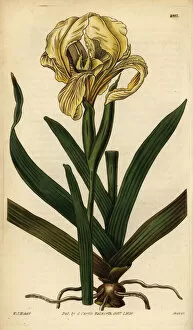 Hooker Gallery: Pale yellow iris, Iris lutescens