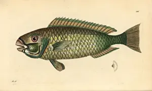 Parrotfish Prints: Palecheek parrotfish, Chlorurus japanensis