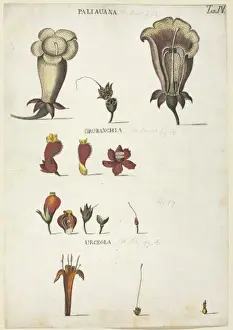 1732 1816 Prints: Paliauana, Orobanchia, Urcheola
