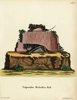 Daniel Collection: Pallas mastiff bat, Vespertilio molossus