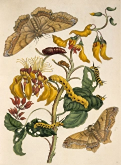 Anna Maria Sibylla Merian Gallery: Palliseden bonn