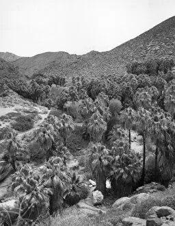 Images Dated 17th August 2011: Palm Canyon