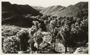 Scrub Prints: Palm Canyon near Palm Springs, California, USA