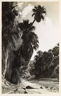 Images Dated 22nd January 2018: Palm Canyon, Riverside County, California, USA