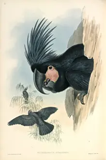 Arecaceae Prints: Palm Cockatoo