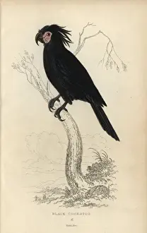 Parrots Prints: Palm cockatoo, Probosciger aterrimus