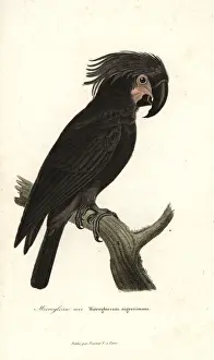 Cockatoo Prints: Palm cockatoo, Probosciger aterrimus