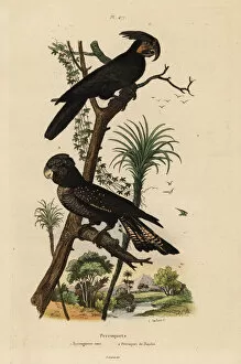 Pittoresque Gallery: Palm cockatoo and red-tailed black cockatoo