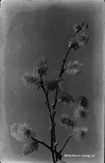 Delicate Prints: Palm Flowering Branch