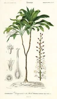Palm lily, Cordyline fruticosa